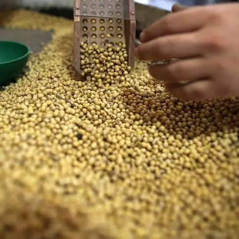 Soybeans fall, set for third week of losses on record US output