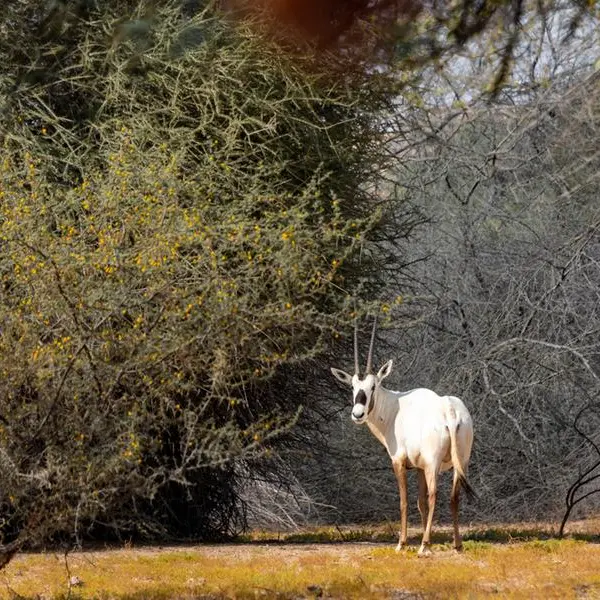 Oryx, gazelles: UAE residents spot animals as deserts turn green after rains