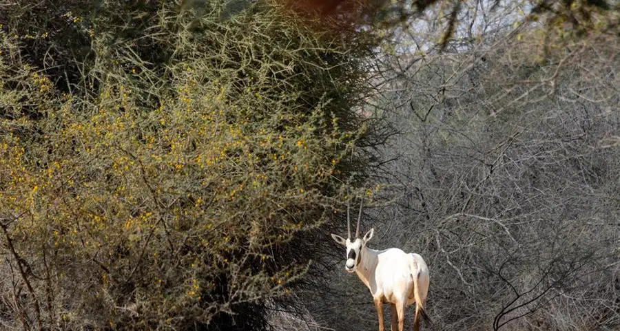 Oryx, gazelles: UAE residents spot animals as deserts turn green after rains