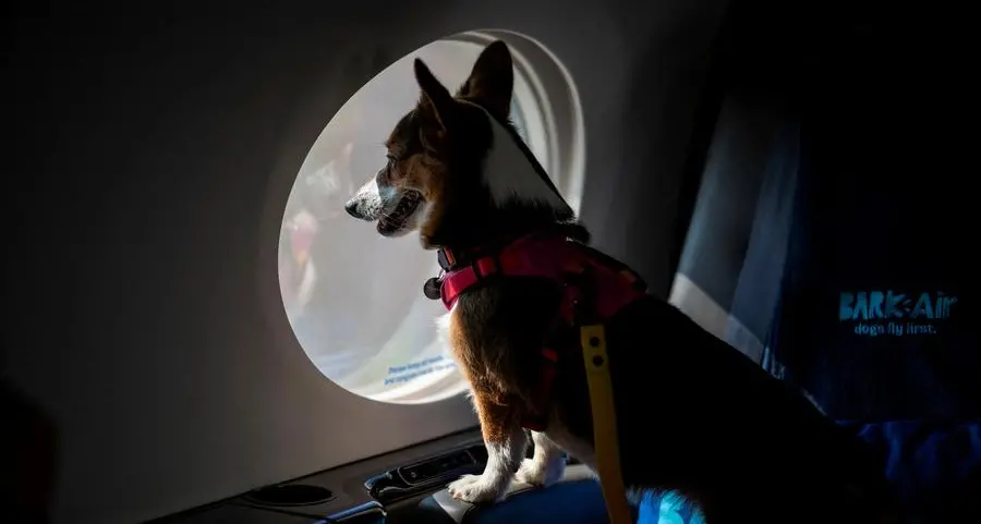This airline wants all dogs to fly first class