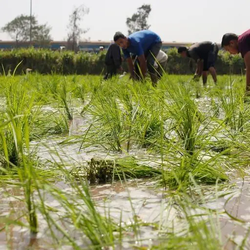 Egypt to reduce rice cultivation area by 32% in 2025 over water shortage