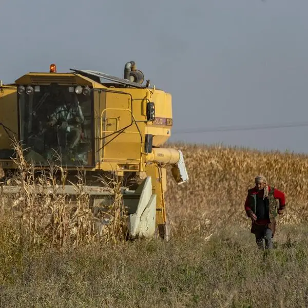 Syrian farmers abandon the land for steadier jobs