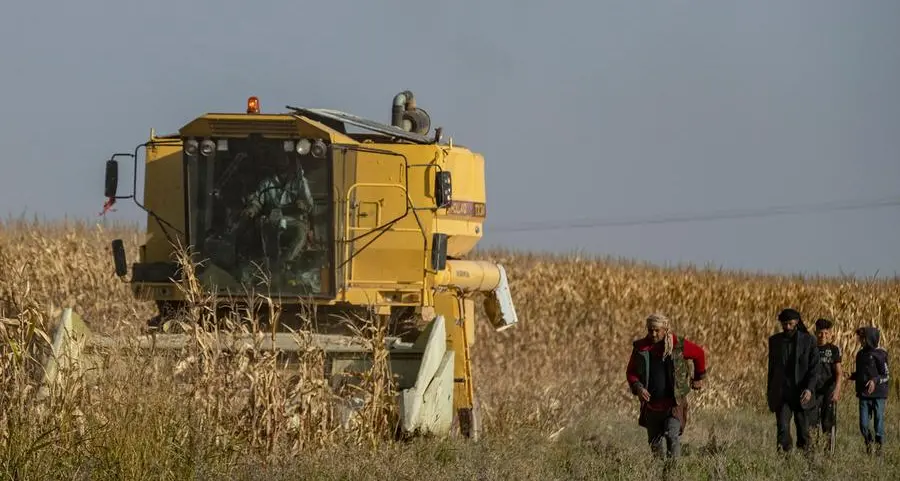 Syrian farmers abandon the land for steadier jobs
