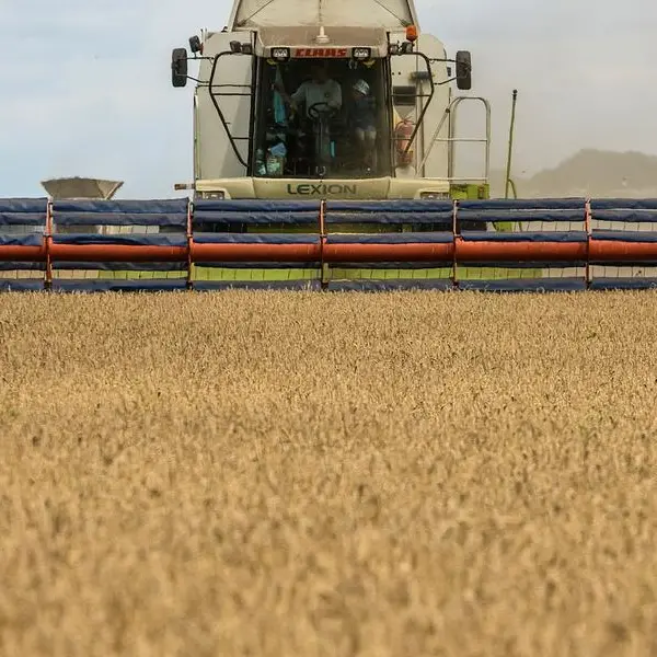 Ukraine may lose 20% of winter grain yield if poor weather persists