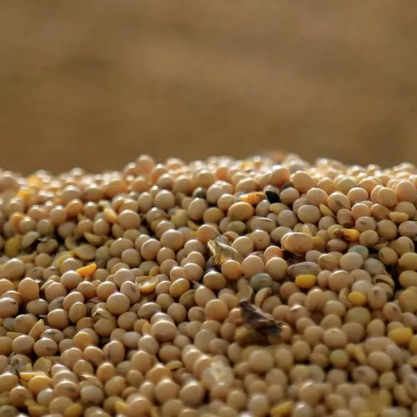 Soybeans recover some ground as US dollar eases