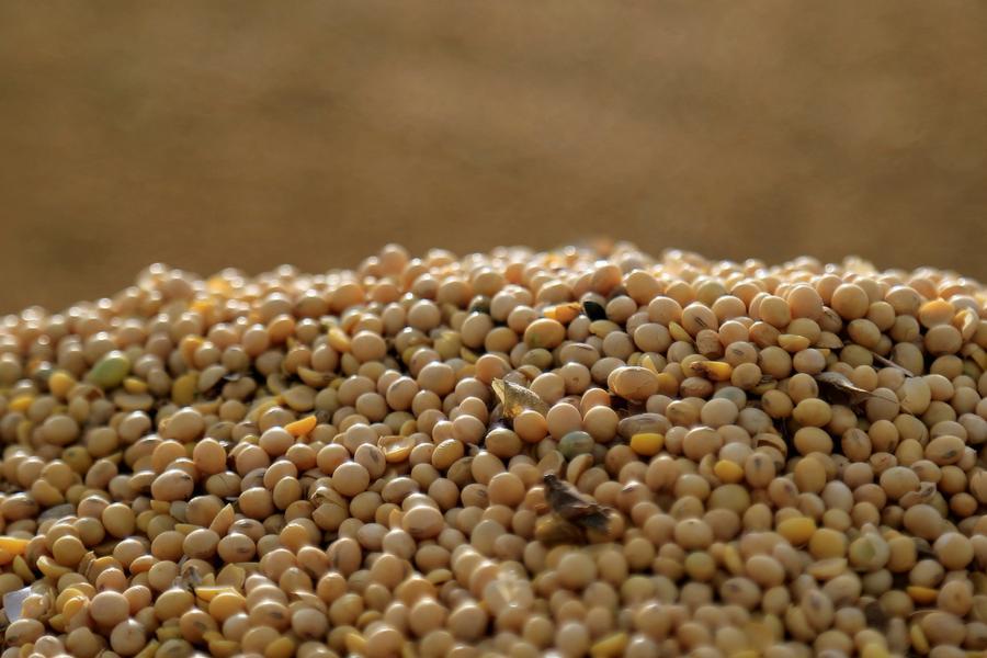 Soybeans dip after Chinese demand helps push prices to 11week high Soybeans dip after Chinese demand helps push prices to 11week high