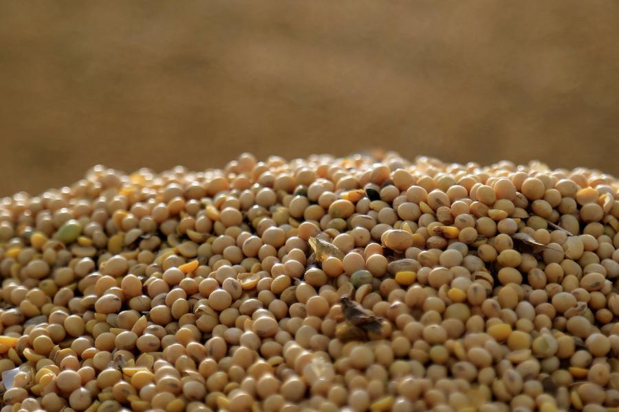 Soybeans inch up on bargain-buying, market eyes Brazilian supplies