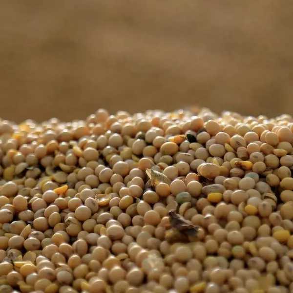 Soybeans below $10/bushel, corn under $4 on mounting supply pressure