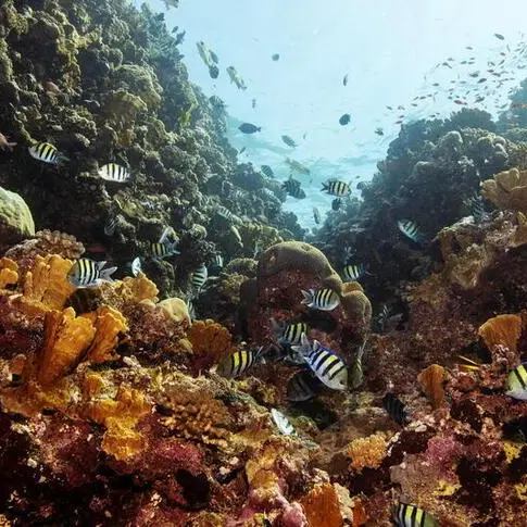 KAUST is bringing Marine Technology Society Section to the Middle East