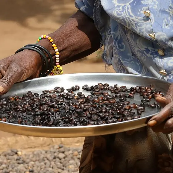 Uganda coffee exports earnings, volumes jump in May, government report says