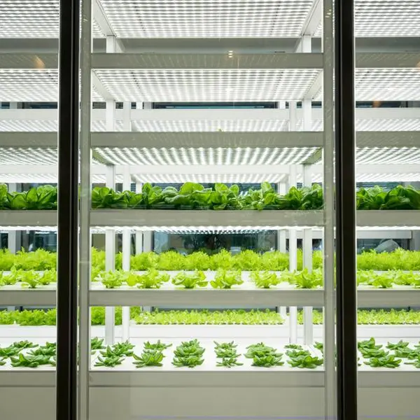 Tabuk Agricultural, Topian plan to build hydroponic greenhouse in Saudi Arabia