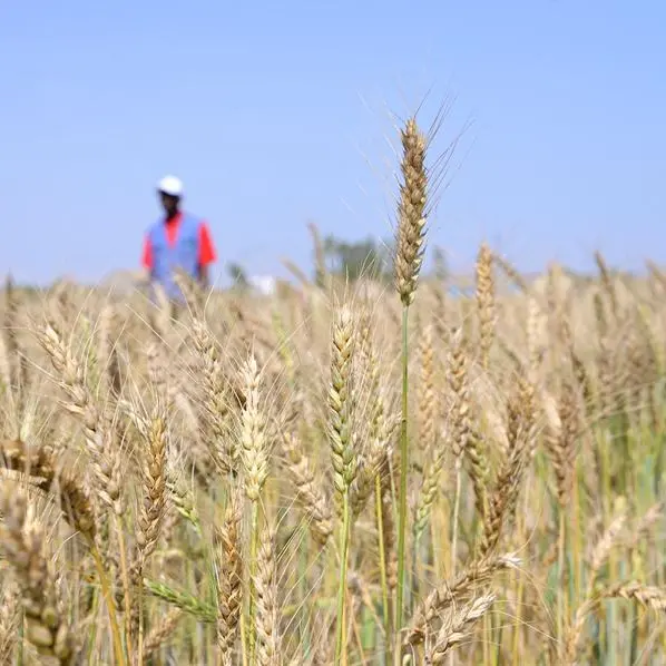 Senegal harvests first experimental homegrown wheat