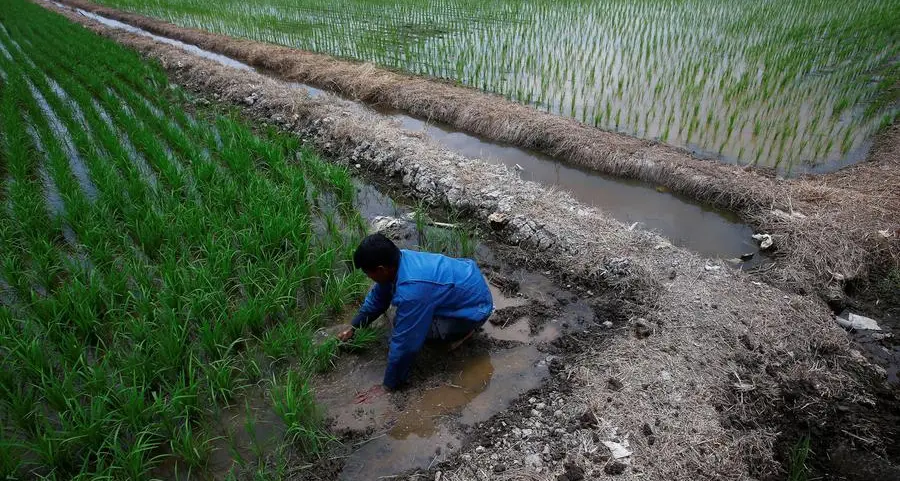 Malaysia's price controls keep rice production low, exacerbating shortages