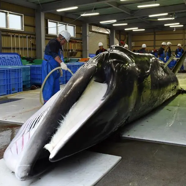 Japan to launch new whaling mothership