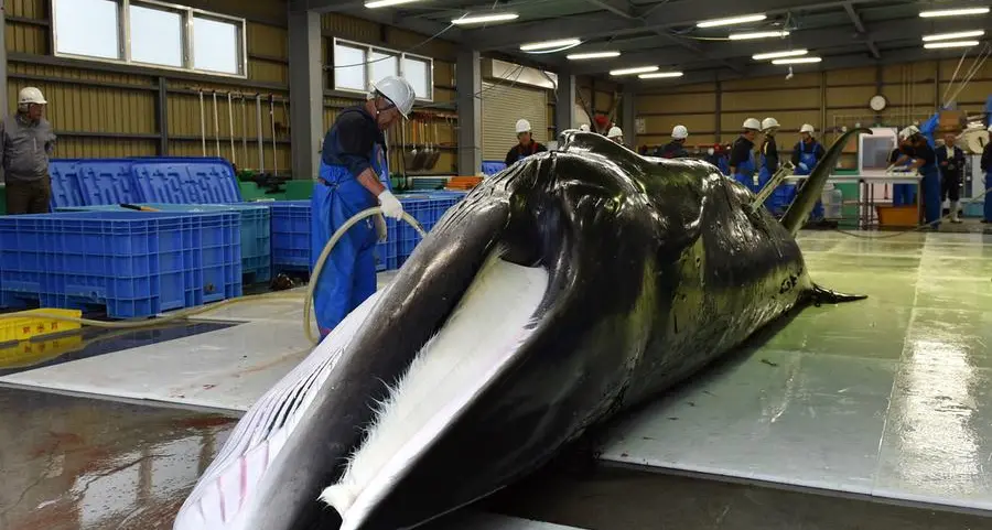 Japan to launch new whaling mothership