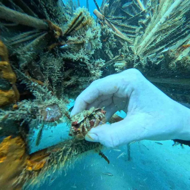 Fujairah Research Centre introduces ancient Emirati techniques to enhance marine conservation efforts