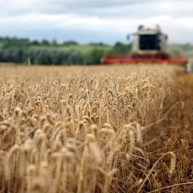 Jordan buys estimated 60,000 T wheat in tender, traders say