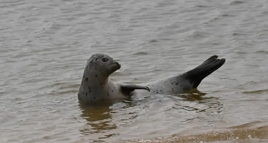 Belgium learns to share its beaches with sleepy seals