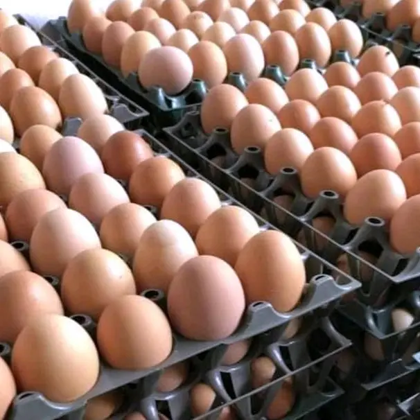 Al Ain Farms plans to raise egg production to 550mln annually