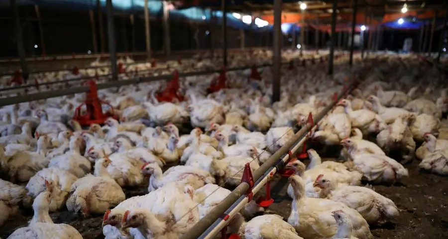 Saudi Arabia, Chile to resume poultry imports from Brazil, memo says