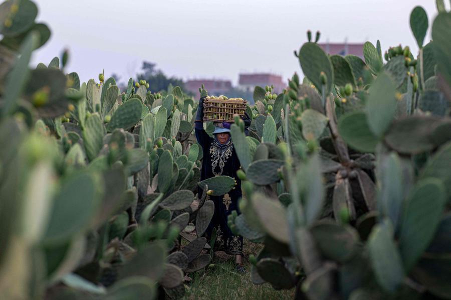 Egypt Plans Major Agricultural Investment Push Across Africa