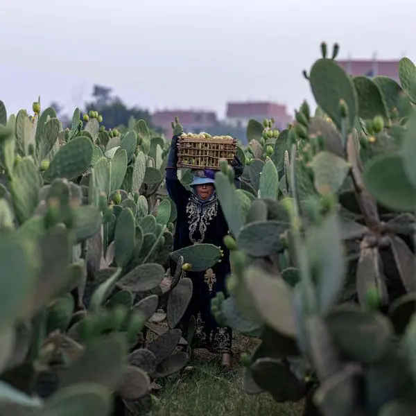 Egypt pursues stronger agricultural investment across Africa