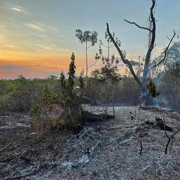 Despite gains in Brazil, forest destruction still 'stubbornly' high: report