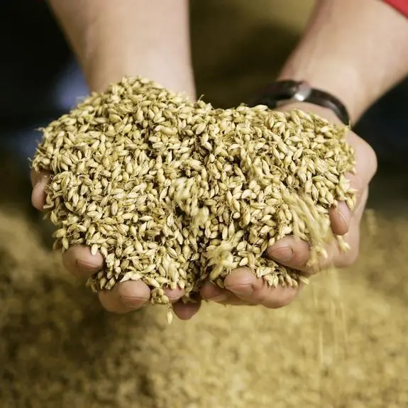 Jordan tenders to buy 120,000 T feed barley, traders say