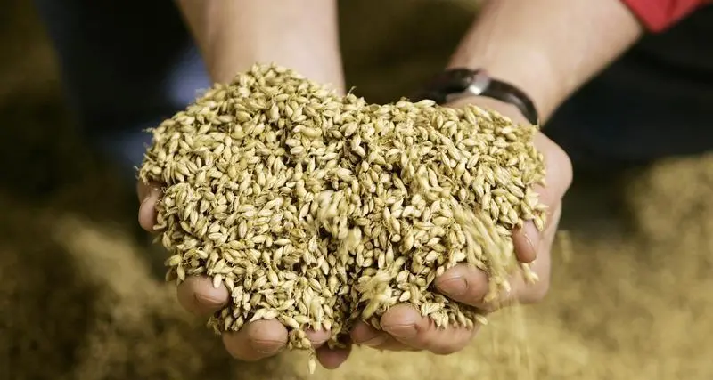 Jordan tenders to buy 120,000 T feed barley, traders say