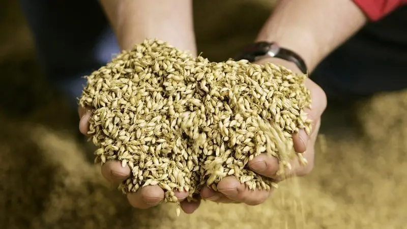 Jordan tenders to buy 120,000 tons of feed barley, traders say