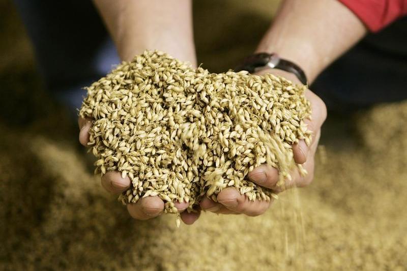 Jordan tenders to buy 120,000 metric tons of feed barley, traders say