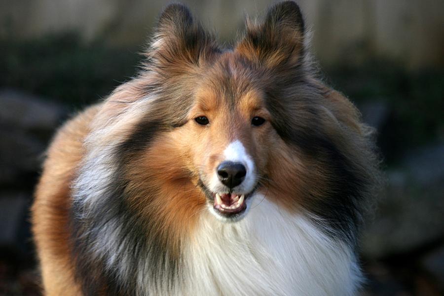 Dog lover spends £12,500 transforming himself into a collie