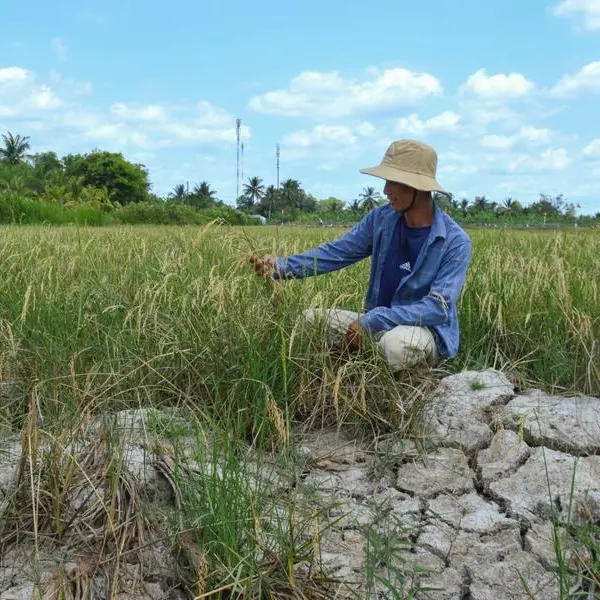 Vietnam faces $3bln annual crop losses from rising saltwater levels