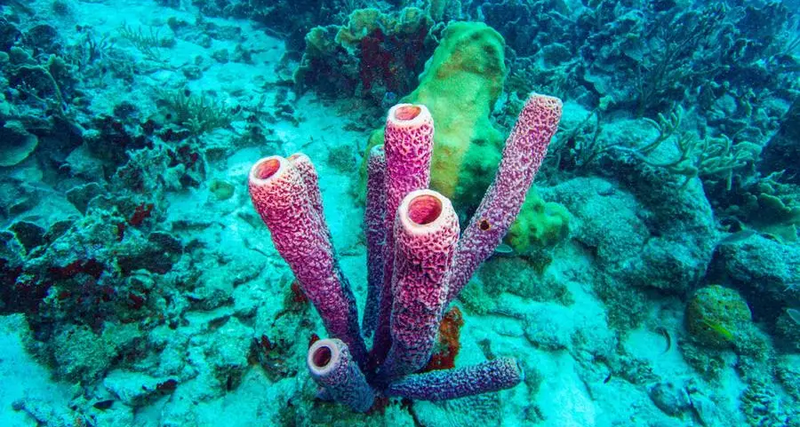 Study finds 44% of warm-water coral species face extinction