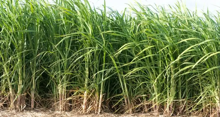 Ugandan sugarcane farmers bitter as regional market shrinks on glut, low prices