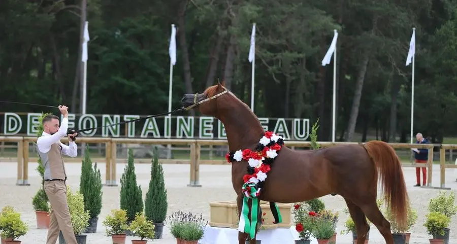 Emirates Arabian Horse Global Cup to begin Thursday in Egypt