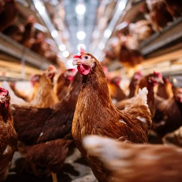SFDA seizes expired poultry in Riyadh warehouse