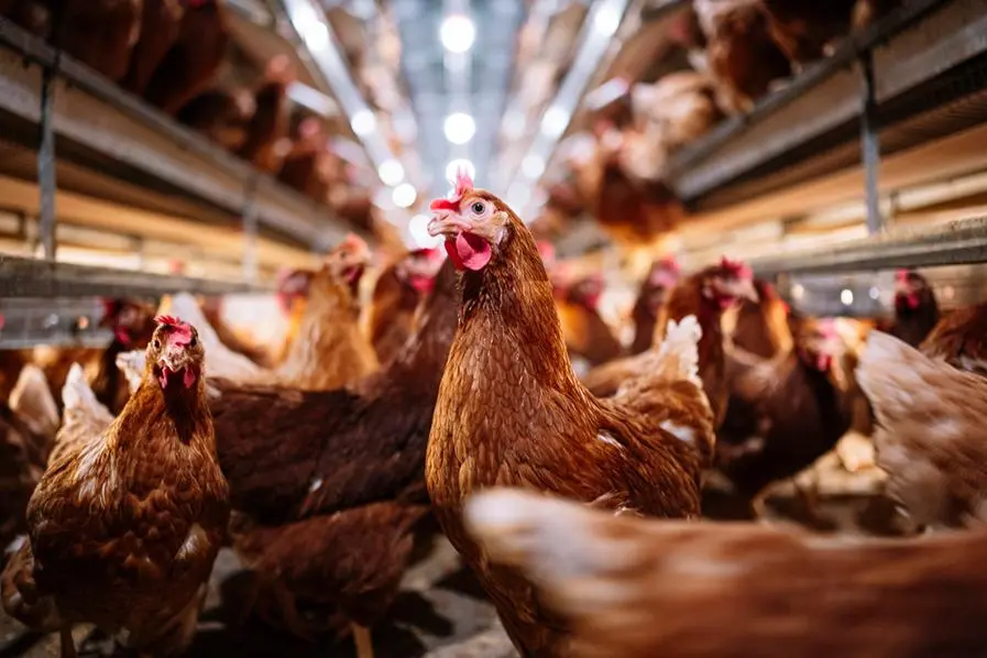 SFDA seizes expired poultry in Riyadh warehouse