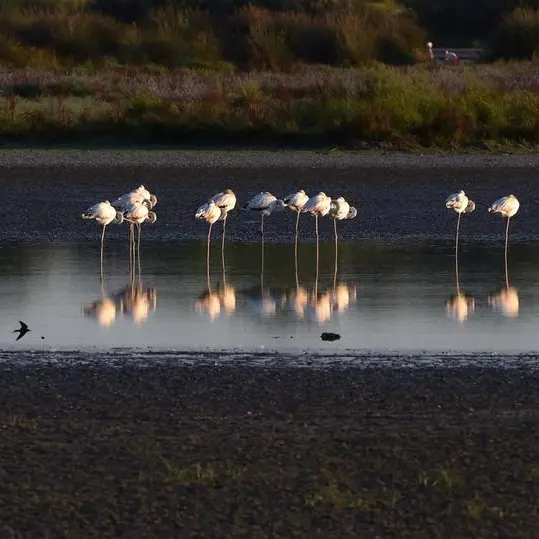 Spain vows to block farming near threatened wetlands