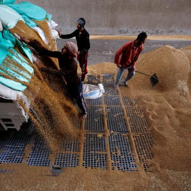 Egypt’s wheat imports hike 40% YoY in 2024