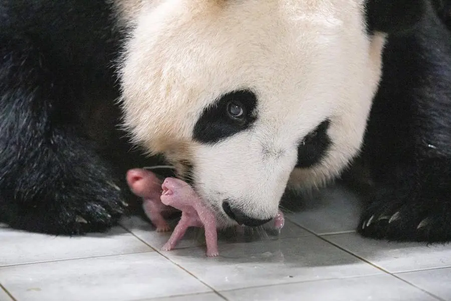 South Korea welcomes birth of first giant panda twins