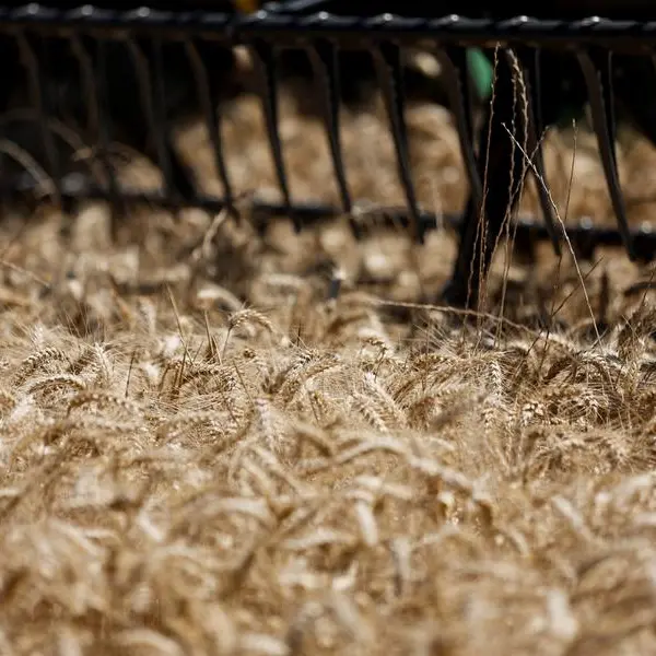 Europe's wheat farmers get harvest window after rain woe
