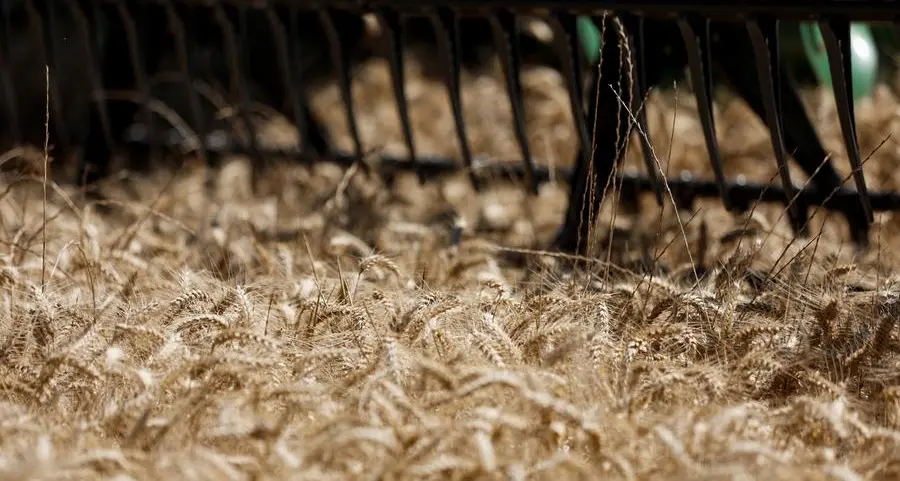Europe's wheat farmers get harvest window after rain woe