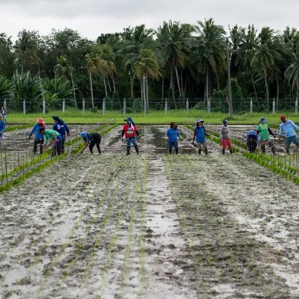 Philippines: Rice imports accelerate in August