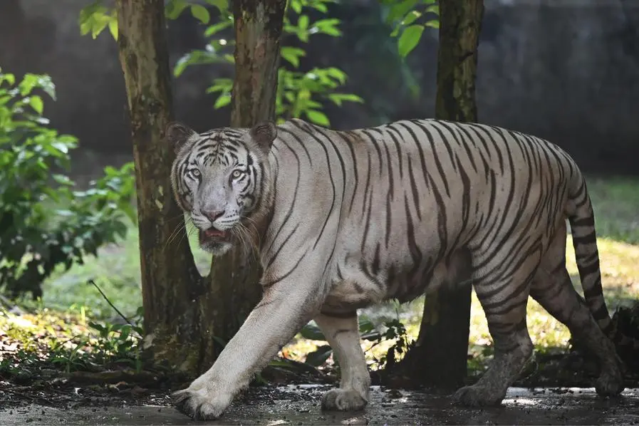 tiger attacks in india