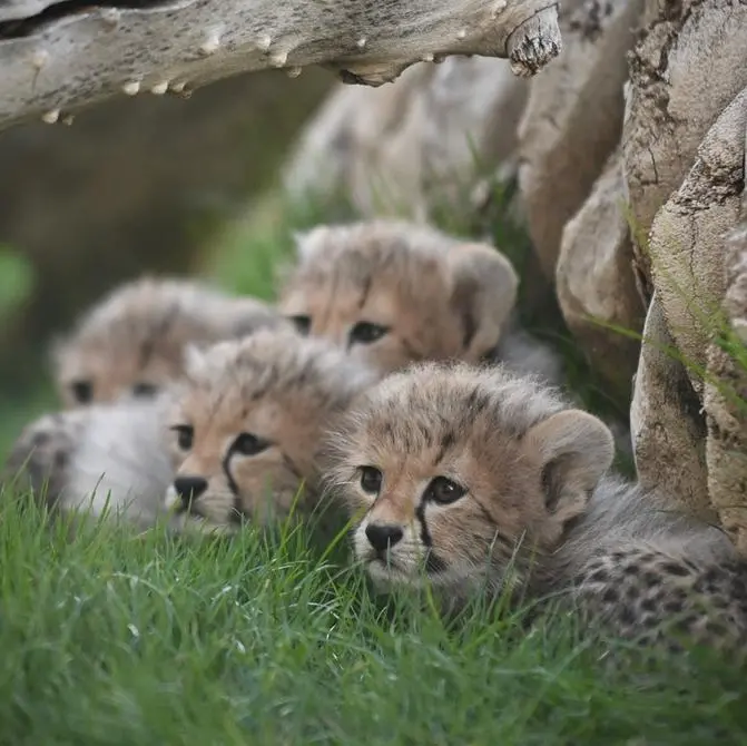 Saudi Arabia celebrates milestone in cheetah conservation efforts