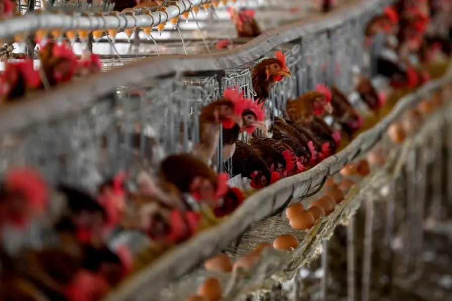 Chickens are seen at a government-run poultry farm on the outskirts of Blang Bintang in Indonesia\\'s Aceh province on May 31, 2023. (Photo by CHAIDEER MAHYUDDIN / AFP)