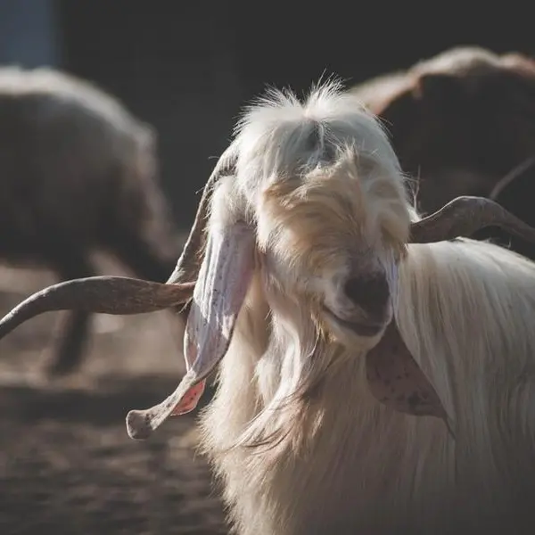 Morocco to spend $670mln to replenish livestock up to 2026