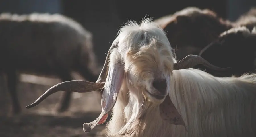Morocco to spend $670mln to replenish livestock up to 2026
