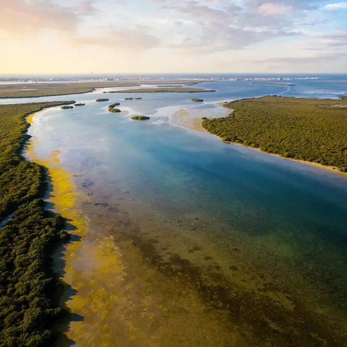 UAE to get greener: National Day Mangrove Project all set to begin with 10,000 trees
